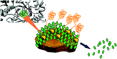Enzymes for the Removal of Odorous Substances in Plant Biomass